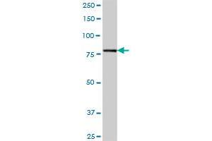 SUPV3L1 MaxPab polyclonal antibody. (SUPV3L1 Antikörper  (AA 1-786))