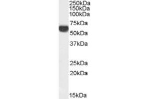 Western Blotting (WB) image for anti-Family with Sequence Similarity 24, Member B (FAM24B) (N-Term) antibody (ABIN2791502) (FAM24B Antikörper  (N-Term))