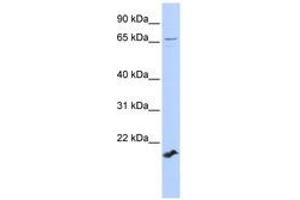 Image no. 1 for anti-Zinc Finger Protein 37 Homolog (ZFP37) (AA 252-301) antibody (ABIN6740342) (ZFP37 Antikörper  (AA 252-301))
