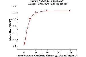Immobilized Human NCAM-1, Fc Tag (ABIN6973166) at 1 μg/mL (100 μL/well) can bind A-1 Antibody, Human IgG1 with a linear range of 0. (CD56 Protein (AA 20-718) (Fc Tag))
