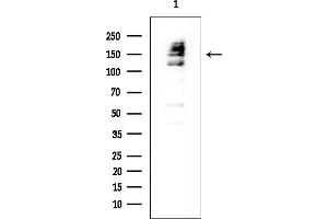 Western blot analysis of lysates from HUVEC cells, using NFAT4 Mouse Monoclonal Antibody at 1/1000 dilution.