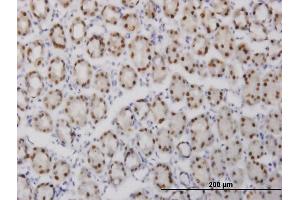 Immunoperoxidase of monoclonal antibody to GABPA on formalin-fixed paraffin-embedded human stomach. (GABPA Antikörper  (AA 1-100))
