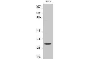 Western Blot (WB) analysis of specific cells using Ribosomal Protein S4X Polyclonal Antibody. (RPS4X Antikörper  (Internal Region))