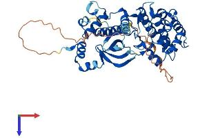NIM1 Protein (AA 1-436) (His tag)