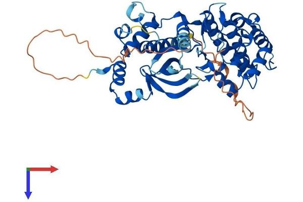 NIM1 Protein (AA 1-436) (His tag)