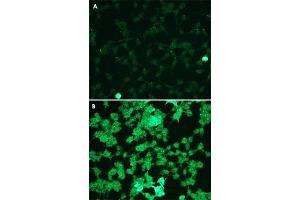 Immunofluorescence staining of HEK293 cells (A, untreated) and hydrogen peroxide treated cells (B) with MAPK1/MAPK3 (phospho T202/204) monoclonal antibody, clone G15-B  at 1:100 dilution. (ERK2 Antikörper  (pThr202, pThr204))