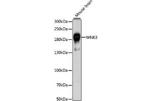 Western blot analysis of extracts of mouse brain, using WNK3 antibody (ABIN7271382) at 1:1000 dilution. (WNK3 Antikörper  (AA 500-600))