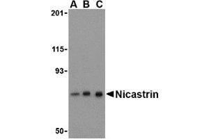 Western Blotting (WB) image for anti-Nicastrin (NCSTN) (C-Term) antibody (ABIN1030543) (Nicastrin Antikörper  (C-Term))