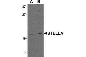 Western Blotting (WB) image for anti-Developmental Pluripotency Associated 3 (DPPA3) (C-Term) antibody (ABIN1030705) (DPPA3 Antikörper  (C-Term))