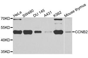Western blot analysis of extracts of various cell lines, using CCNB2 antibody. (Cyclin B2 Antikörper)