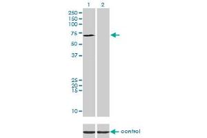 Western blot analysis of SP110 over-expressed 293 cell line, cotransfected with SP110 Validated Chimera RNAi (Lane 2) or non-transfected control (Lane 1). (SP110 Antikörper  (AA 271-380))
