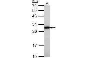 GRB2 Antikörper  (C-Term)