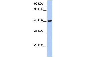 Western Blotting (WB) image for anti-Selenium Binding Protein 1 (SELENBP1) antibody (ABIN2459185) (SELENBP1 Antikörper)