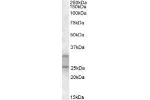 Image no. 1 for anti-Phosphatidylethanolamine-Binding Protein 4 (PEBP4) (C-Term) antibody (ABIN487966) (PEBP4 Antikörper  (C-Term))