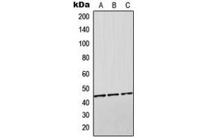 Western blot analysis of Orosomucoid 2 expression in HEK293T (A), SP2/0 (B), H9C2 (C) whole cell lysates. (Orosomucoid 2 Antikörper  (Center))