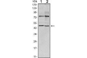 Western blot analysis using THAP11 mouse mAb against Hela (1) and NTERA-2 (2) cell lysate. (THAP11 Antikörper)