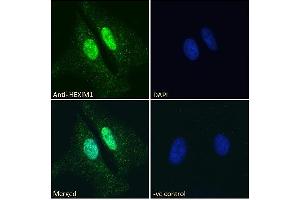 ABIN334418 Immunofluorescence analysis of paraformaldehyde fixed HeLa cells, permeabilized with 0. (HEXIM1 Antikörper  (C-Term))