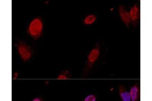Confocal immunofluorescence analysis of U-2OS cells using PTBP1 Polyclonal Antibody at dilution of 1:50.