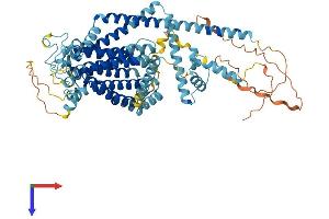 TMC8 Protein (AA 1-726) (His tag)
