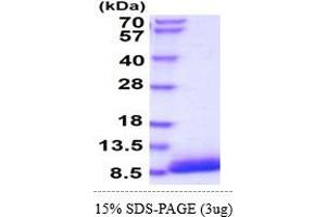 SDS-PAGE (SDS) image for Epidermal Growth Factor (EGF) (AA 977-1029) (Active) protein (His tag) (ABIN5855074)