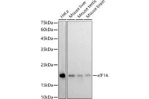 Western blot analysis of extracts of various cell lines, using eIF1A antibody (ABIN7267027) at 1:1000 dilution. (Eukaryotic Translation Initiation Factor 1A (EIF1A) Antikörper)