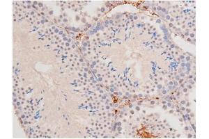 ABIN6267364 at 1/200 staining Mouse testis tissue sections by IHC-P.