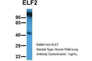 Hum. (ELF2 Antikörper  (N-Term))