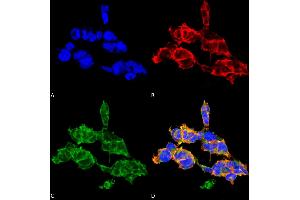 Immunocytochemistry/Immunofluorescence analysis using Mouse Anti-O-GalNAC Monoclonal Antibody, Clone 9B9 . (O-GalNAC Antikörper)