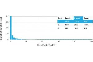 Analysis of Protein Array containing more than 19,000 full-length human proteins using NSE gamma (ENO2) Mouse Monoclonal Antibody (ENO2/1462) Z- and S- Score: The Z-score represents the strength of a signal that a monoclonal antibody (MAb) (in combination with a fluorescently-tagged anti-IgG secondary antibody) produces when binding to a particular protein on the HuProtTM array.
