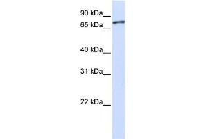 UNC5A antibody used at 1 ug/ml to detect target protein. (UNC5A Antikörper)