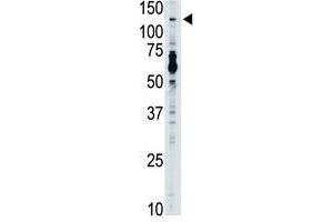 Image no. 1 for anti-Toll-Like Receptor 7 (TLR7) (N-Term) antibody (ABIN357057)