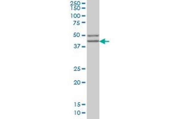 SGCB antibody  (AA 87-196)