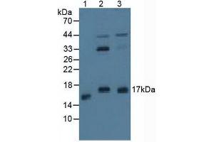 Figure. (Protein Phosphatase 3, Regulatory Subunit 1 (AA 2-170) Antikörper)
