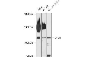 Western blot analysis of extracts of various cell lines, using OFD1 antibody (ABIN7269106) at 1:1000 dilution. (OFD1 Antikörper  (AA 763-1012))