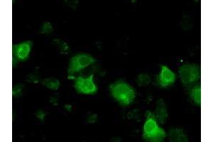 Anti-BSG mouse monoclonal antibody (ABIN2452825) immunofluorescent staining of COS7 cells transiently transfected by pCMV6-ENTRY BSG (RC219464). (CD147 Antikörper)