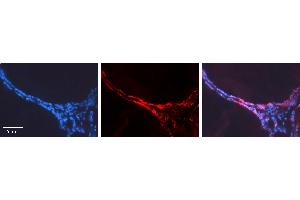 Rabbit Anti-CUX1 Antibody   Formalin Fixed Paraffin Embedded Tissue: Human Thyroid Gland Tissue Observed Staining: Cytoplasm Primary Antibody Concentration: 1:600 Other Working Concentrations: N/A Secondary Antibody: Donkey anti-Rabbit-Cy3 Secondary Antibody Concentration: 1:200 Magnification: 20X Exposure Time: 0. (CUX1 Antikörper  (N-Term))