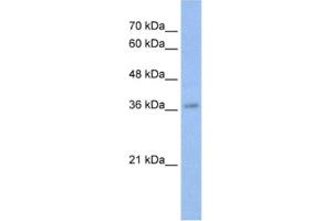 Western Blotting (WB) image for anti-V-Myb Myeloblastosis Viral Oncogene Homolog (Avian) (MYB) antibody (ABIN2461755) (MYB Antikörper)