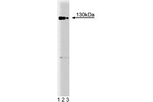 Western blot analysis of Rb2 on a Jurkat cell lysate. (p130 Antikörper  (AA 26-367))
