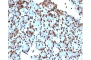 IHC staining of rat pancreas with SUMO1 antibody (clone S1MT-2). (SUMO1 Antikörper)