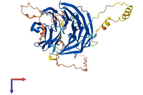 WIPI2 Protein (AA 1-454) (His tag)
