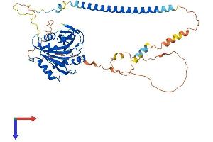 DBNL Protein (AA 1-436) (His tag)
