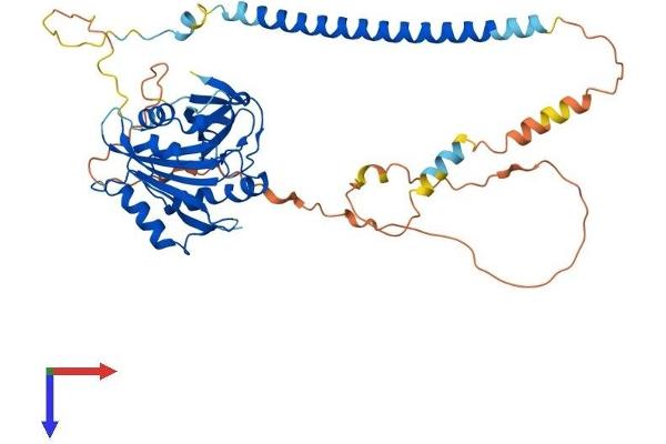 DBNL Protein (AA 1-436) (His tag)