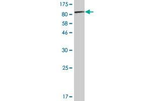 Western Blot detection against Immunogen (84. (PKM2 Antikörper  (AA 1-531))