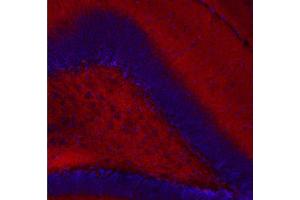 Indirect immunostaining of a PFA fixed mouse hippocampus section (dilution 1 : 200, red). (CASKIN1 Antikörper)