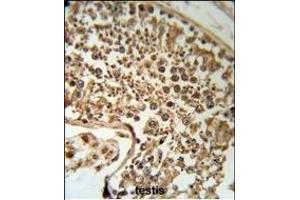 SERPINH1 Antibody (C-term) (R) IHC analysis in formalin fixed and paraffin embedded human testis tissue followed by peroxidase conjugation of the secondary antibody and DAB staining. (SERPINH1 Antikörper  (C-Term))