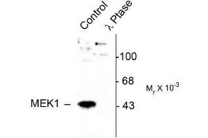 Image no. 1 for anti-Mitogen-Activated Protein Kinase Kinase 1 (MAP2K1) (pThr386) antibody (ABIN372666) (MEK1 Antikörper  (pThr386))