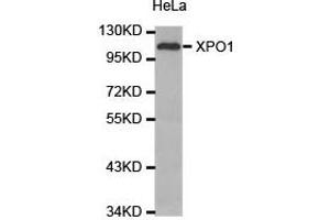 Western Blotting (WB) image for anti-Exportin 1 (XPO1) antibody (ABIN1875362) (XPO1 Antikörper)