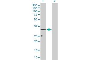 Western Blot analysis of OPRL1 expression in transfected 293T cell line by OPRL1 MaxPab polyclonal antibody.