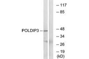 Western blot analysis of extracts from RAW264. (POLDIP3 Antikörper  (AA 348-397))