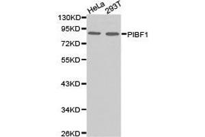 Western Blotting (WB) image for anti-Progesterone Immunomodulatory Binding Factor 1 (PIBF1) antibody (ABIN1874123) (PIBF1 Antikörper)